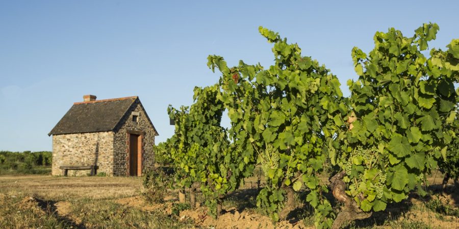 Musée de la vigne et du vin d’Anjou